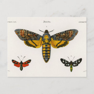 Postal Postcarta de mariposa de época