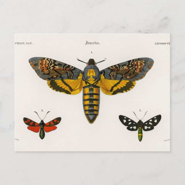 Postal Postcarta de mariposa de época (Anverso)