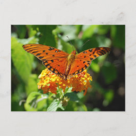 Postal Postcarta de mariposa de Fritillary en el Golfo