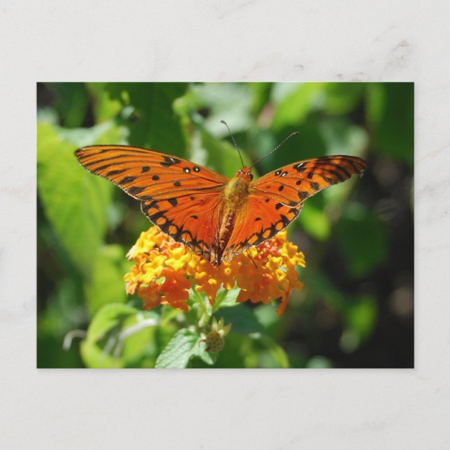 Postal Postcarta de mariposa de Fritillary en el Golfo (Anverso)