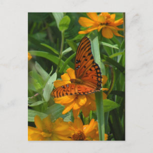Postal Postcarta de mariposa de Fritillary en el Golfo