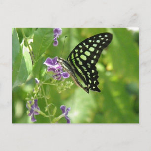 Postal Postcarta de mariposa de jardín