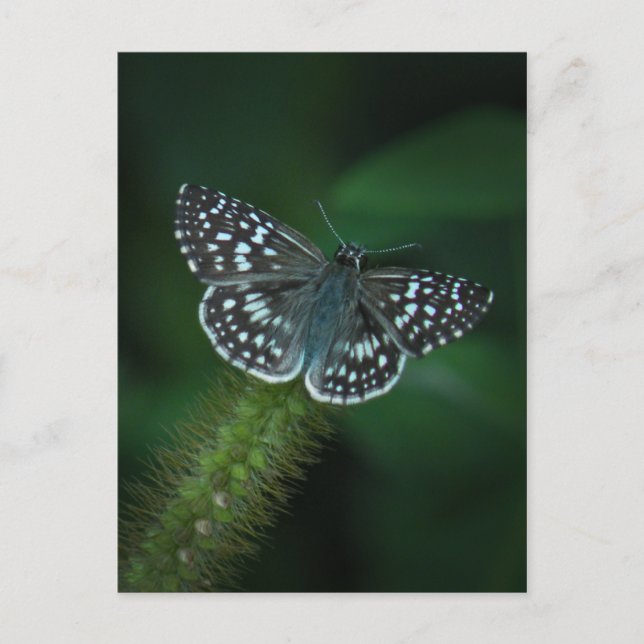 Postal Postcarta de mariposa de la esquiadora de control (Anverso)