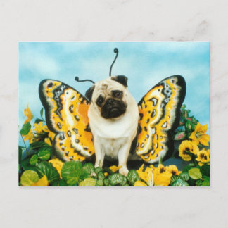 Postal Postcarta de mariposa de Pug