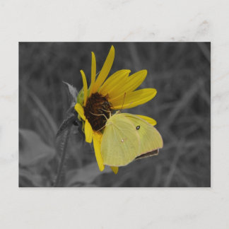 Postal Postcarta de mariposa en reposo
