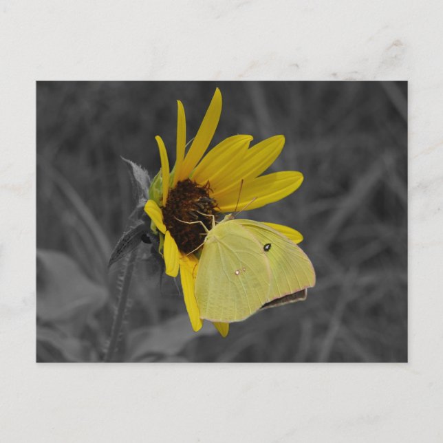 Postal Postcarta de mariposa en reposo (Anverso)