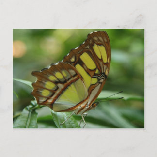 Postal Postcarta de mariposa malaquita