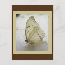 Postal Postcarta de mariposa transparente