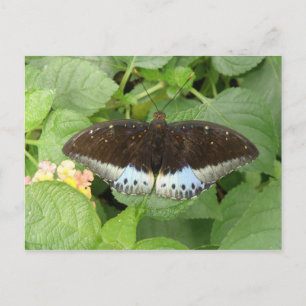 Postal Postcarta de mariposa tropical bonito