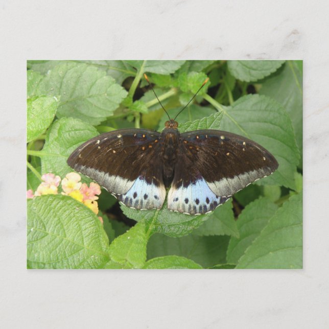 Postal Postcarta de mariposa tropical bonito (Anverso)