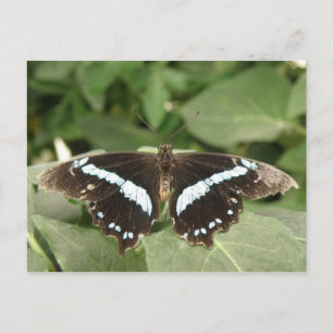 Postal Postcarta de mariposa tropical negra y blanca
