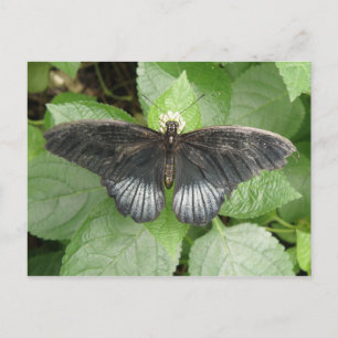 Postal Postcarta de mariposa tropical y flores bonito
