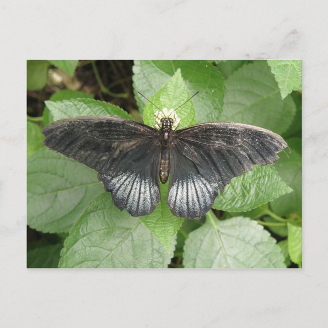 Postal Postcarta de mariposa tropical y flores bonito (Anverso)