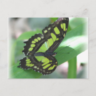 Postal Postcarta de mariposa verde