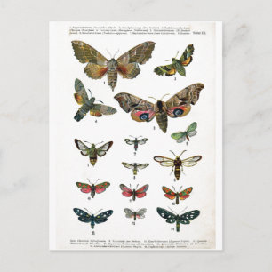 Postal Postcarta de mariposas europeas
