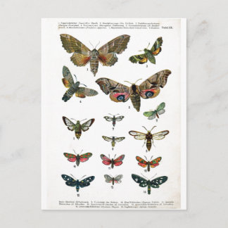 Postal Postcarta de mariposas europeas