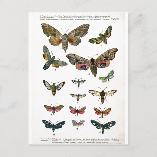 Postal Postcarta de mariposas europeas (Anverso)