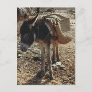 Postal Postcarta de Marruecos para Mule