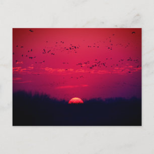 Postal Postcarta de migración de la primavera de las grúa