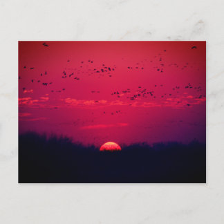 Postal Postcarta de migración de la primavera de las grúa