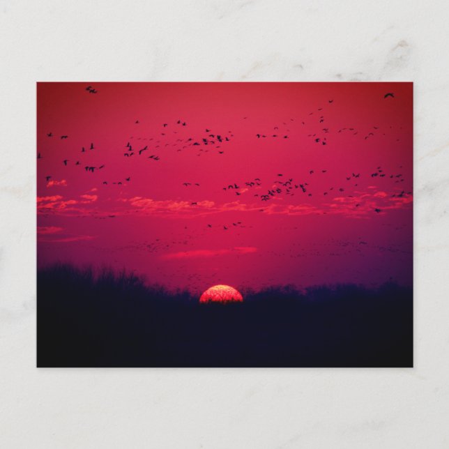 Postal Postcarta de migración de la primavera de las grúa (Anverso)