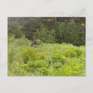Postal Postcarta de Moose en reposo