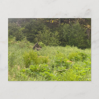 Postal Postcarta de Moose en reposo