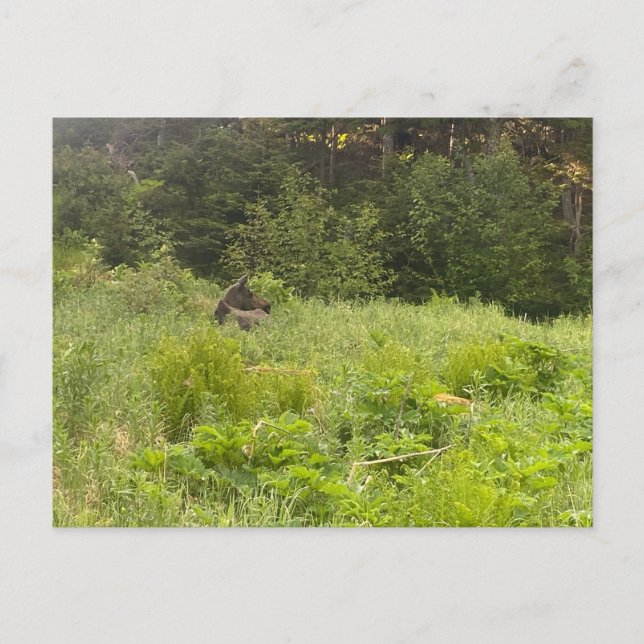 Postal Postcarta de Moose en reposo (Anverso)