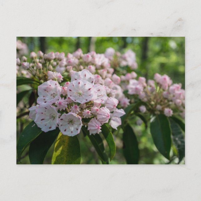 Postal Postcarta de Mountain Laurel Wildflower (Anverso)