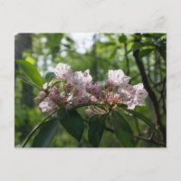 Postcarta de Mountain Laurel Wildflower