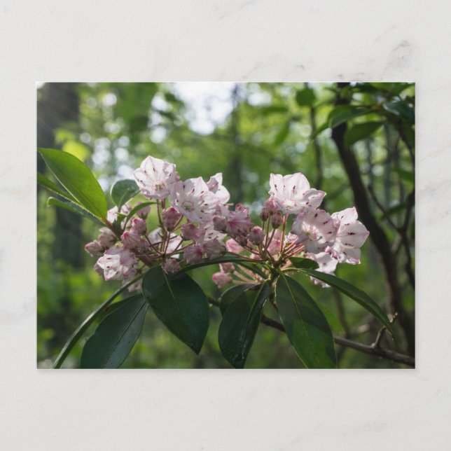 Postal Postcarta de Mountain Laurel Wildflower (Anverso)