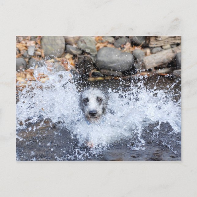 Postal Postcarta de natación de Lurcher (Anverso)