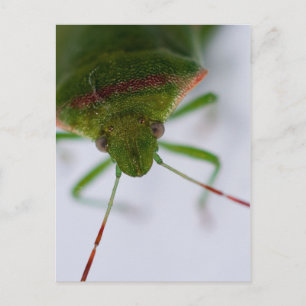 Postal Postcarta de ojos de rosa