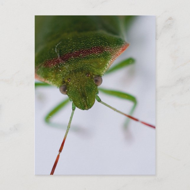 Postal Postcarta de ojos de rosa (Anverso)