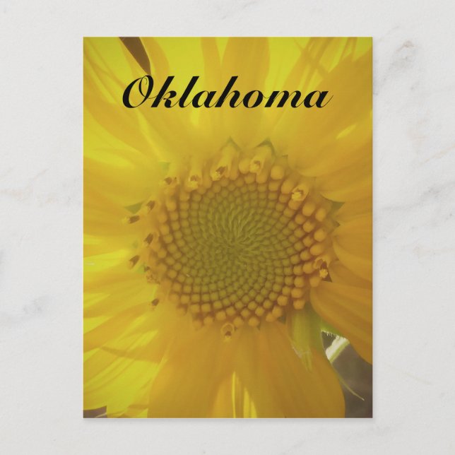 Postal Postcarta de Oklahoma Sunflower (Anverso)