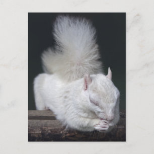 Postal Postcarta de Oración de Nutty