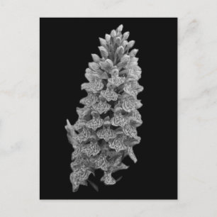 Postal Postcarta de Orquídea de Marca Septentrional