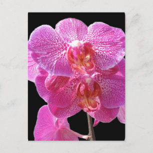 Postal Postcarta de orquídeas rosadas florecientes