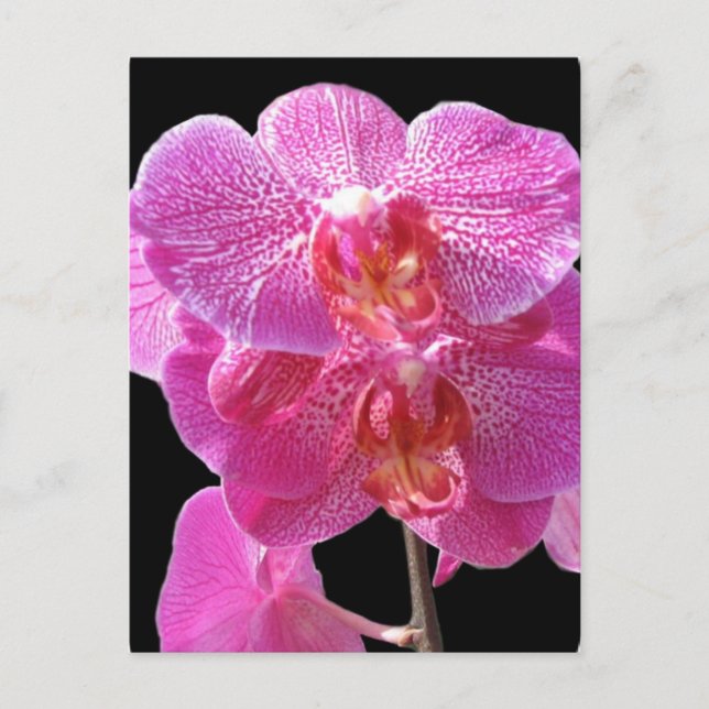 Postal Postcarta de orquídeas rosadas florecientes (Anverso)