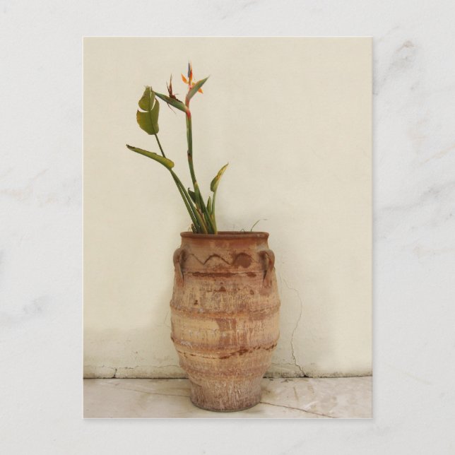 Postal Postcarta de pájaro de la planta paraíso (Anverso)