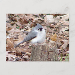Postal Postcarta de pájaro de Titmouse