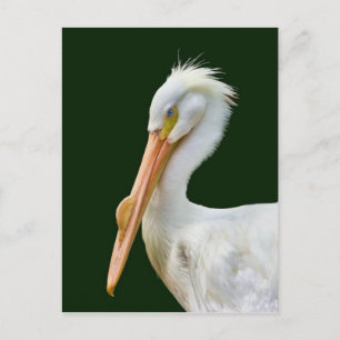 Postal Postcarta de pájaro pelícano blanco estadounidense