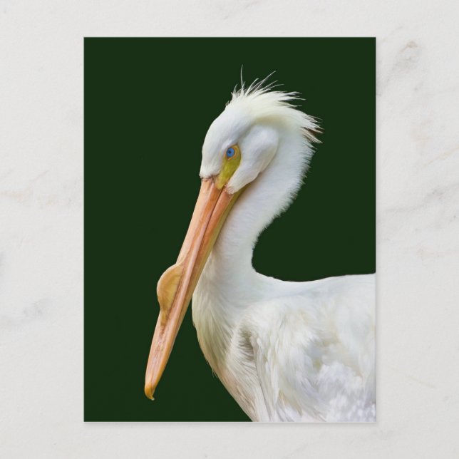 Postal Postcarta de pájaro pelícano blanco estadounidense (Anverso)