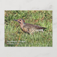 Postcarta de parpadeo del norte