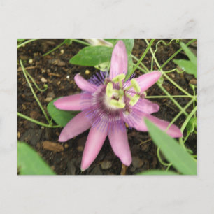 Postal Postcarta de Pasivo Rosa y Púrpura