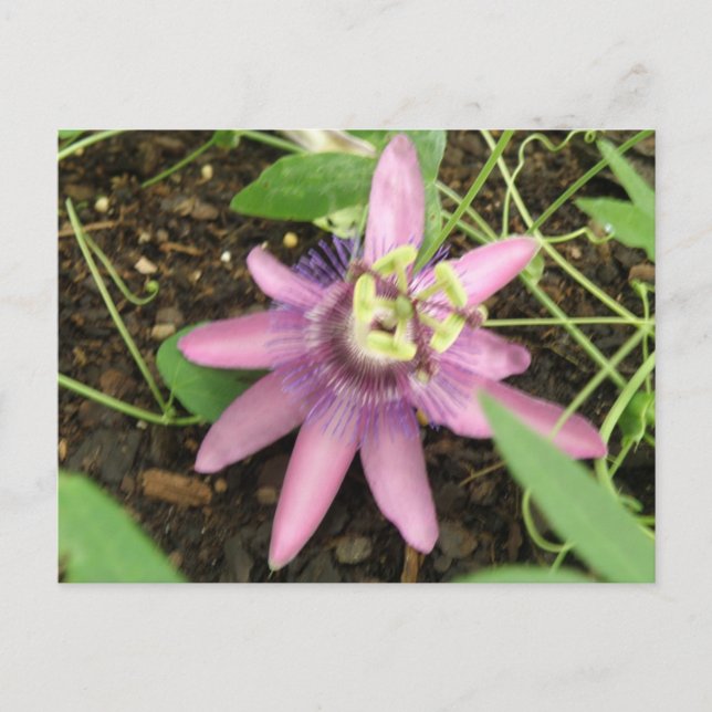 Postal Postcarta de Pasivo Rosa y Púrpura (Anverso)