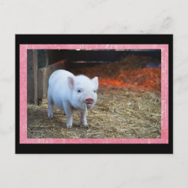 Postal Postcarta de paso de lechón rosa