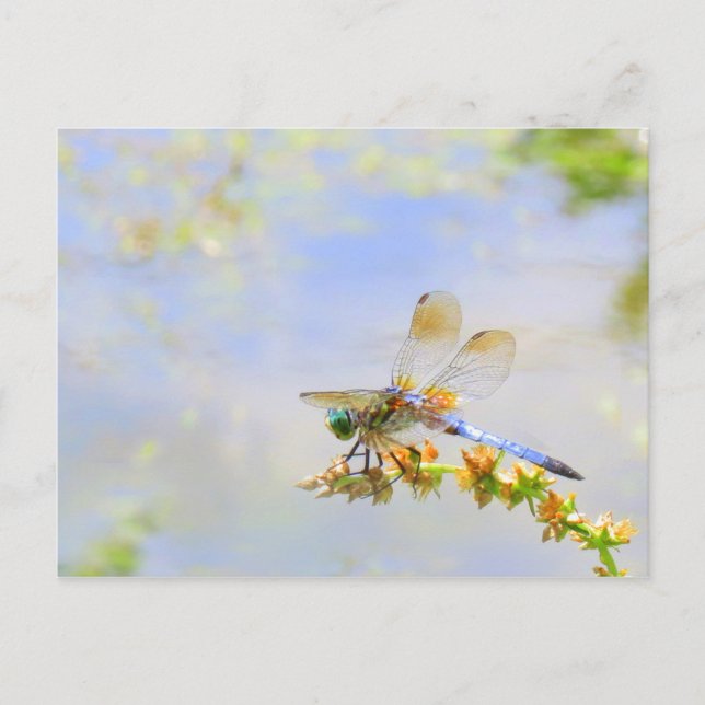 Postal Postcarta de Pastel Dragonfly (Anverso)