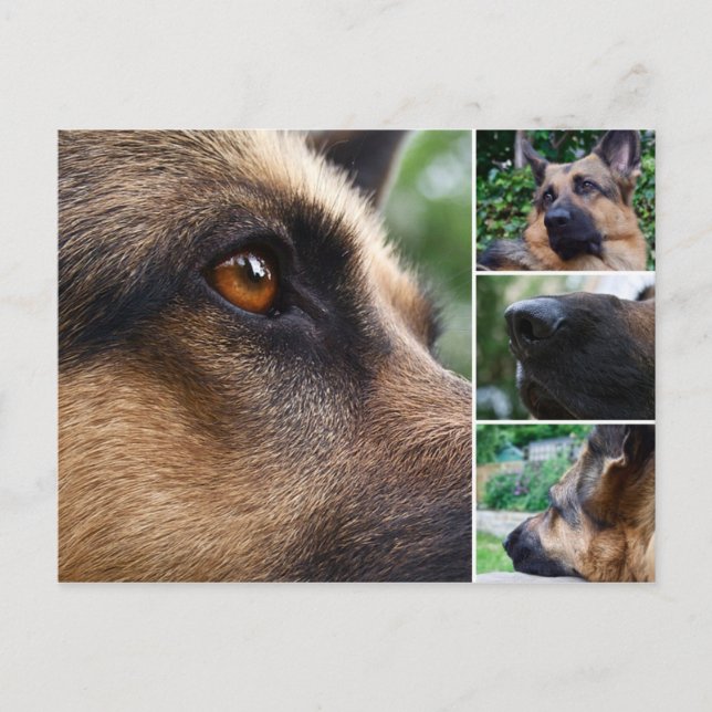Postal Postcarta de Pastor Alemán (Anverso)