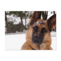 Postcarta de Pastor Alemán